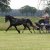 Welsh_Cob_Ceres_Commando - Enkelspan_2011